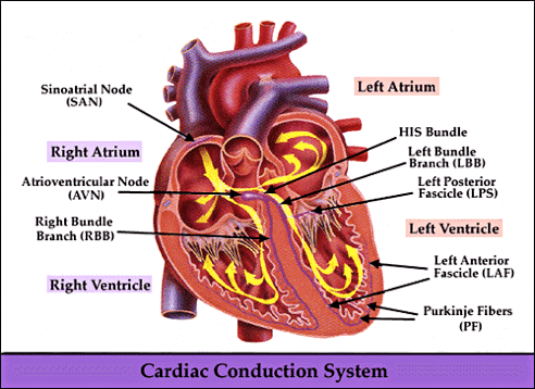 cardiac_conduction_system.gif