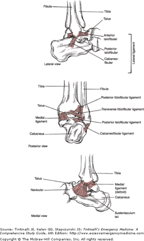 ankle_anatomy.gif