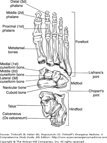 foot_anatomy.gif