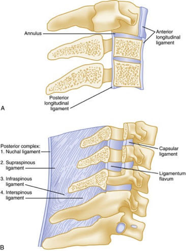 spinal_ligaments.jpg