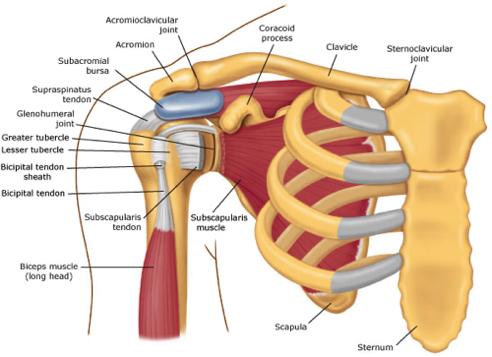 Shoulder_anatomy.jpg