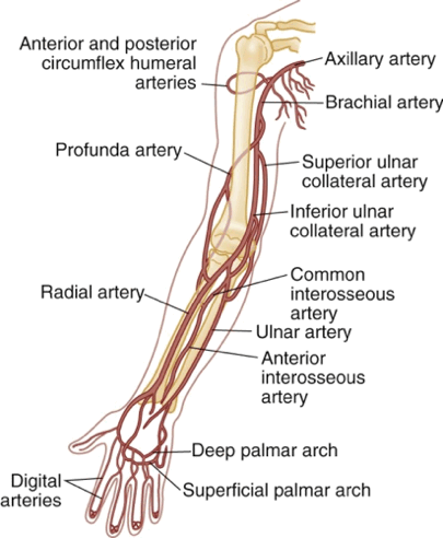 arm_vasculature.gif